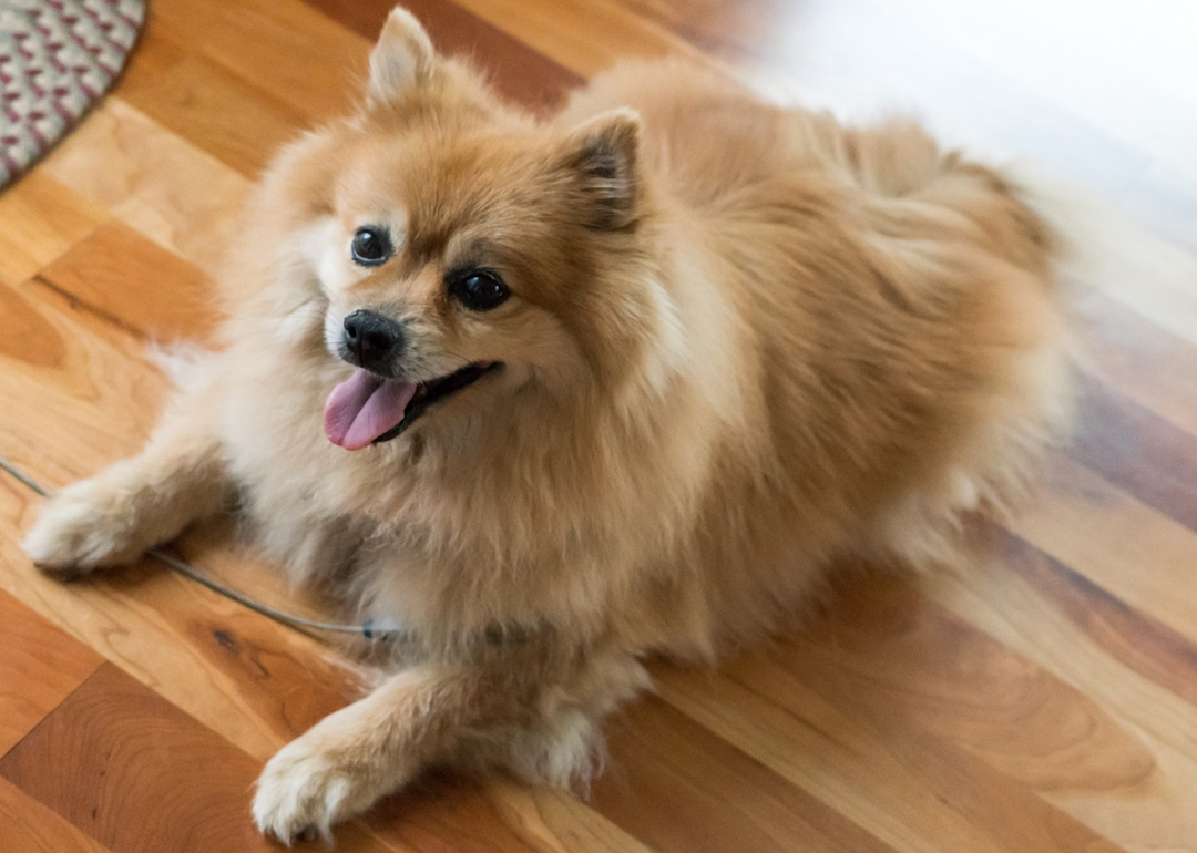 #29. Pomeranian